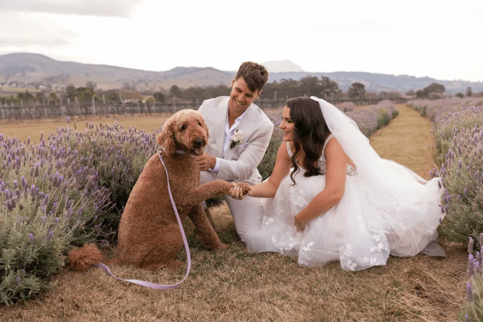 свадьба с домашними животными